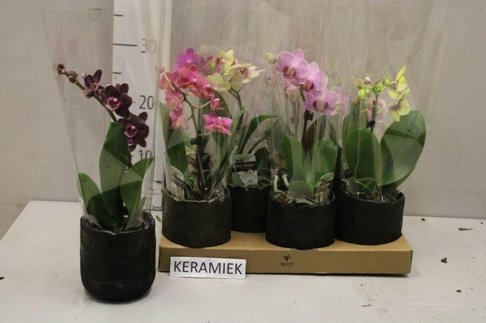 <h4>ARR PHAL 1 TAK</h4>