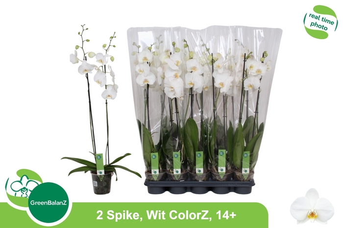 <h4>PHAL OV WIT</h4>