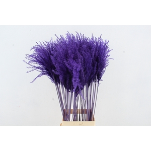 DF Miscanthus 90cm Dark Lilac