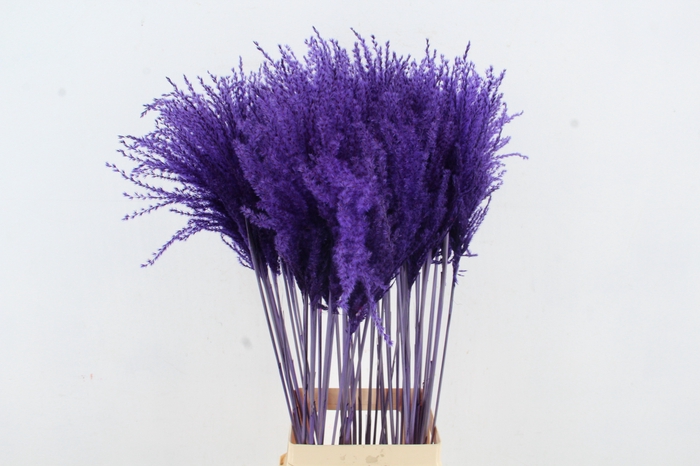 <h4>DF Miscanthus 90cm Dark Lilac</h4>