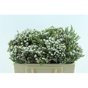 Kaaps Silver Brunia