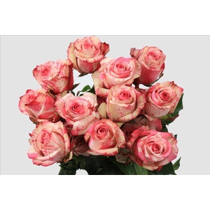 Rosa ec magic times