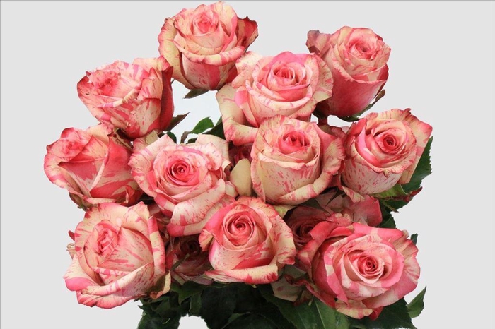 <h4>Rosa ec magic times</h4>