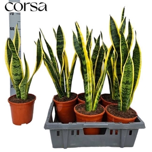 SANSEVERIA LAURENTII P17