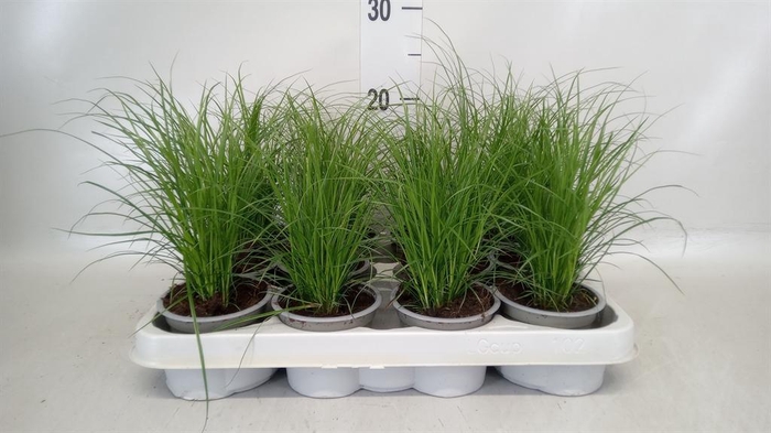 <h4>Carex brunnea</h4>