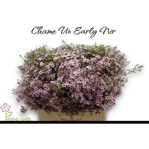 CHAME UN EARLY NIR