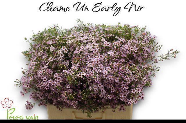 <h4>CHAME UN EARLY NIR</h4>