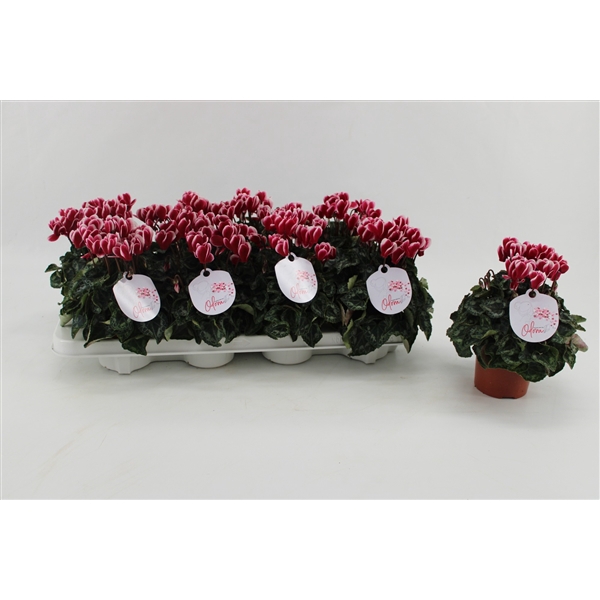 <h4>Cyclaam Odora Wine Red</h4>