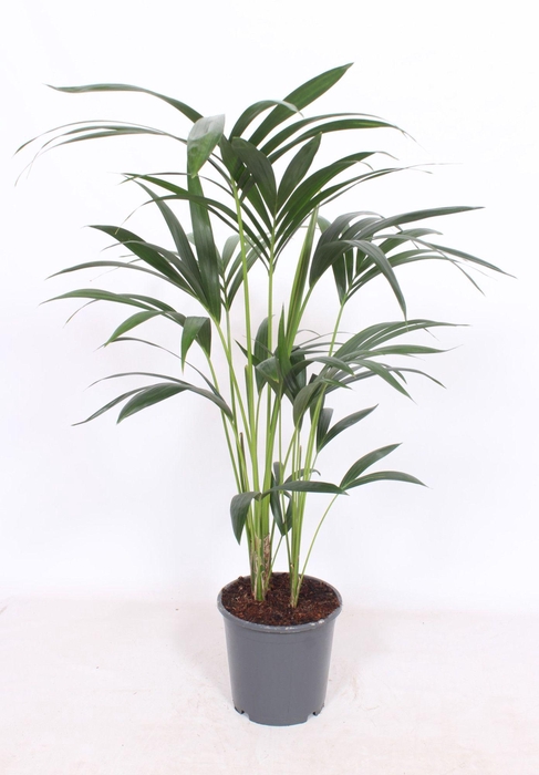 <h4>Howea forsteriana 5 per pot</h4>