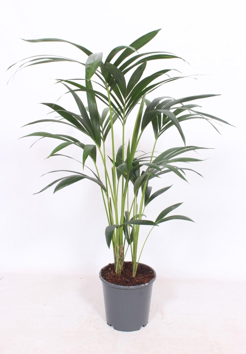 <h4>Howea forsteriana 5 per pot</h4>