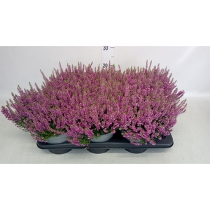 Calluna vulg. 'Beauty L Laura'