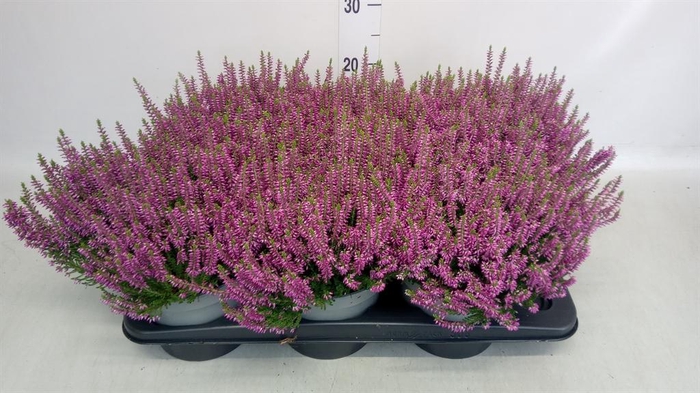 <h4>Calluna vulg. 'Beauty L Laura'</h4>