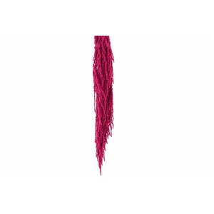 Preserved amaranthus paint cerise