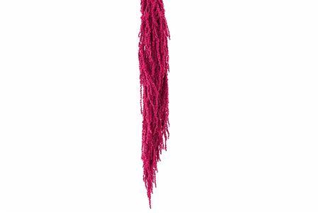 <h4>Preserved amaranthus paint cerise</h4>