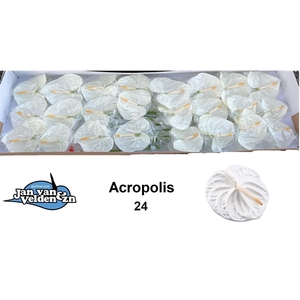 Acropolis 24