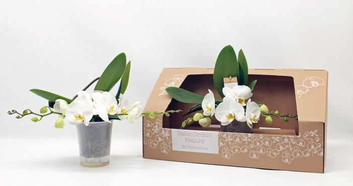 <h4>Table Orchid GROEN WIT</h4>