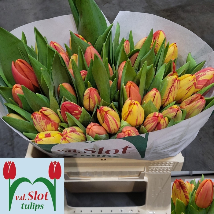 <h4>TU EN TIME OUT</h4>