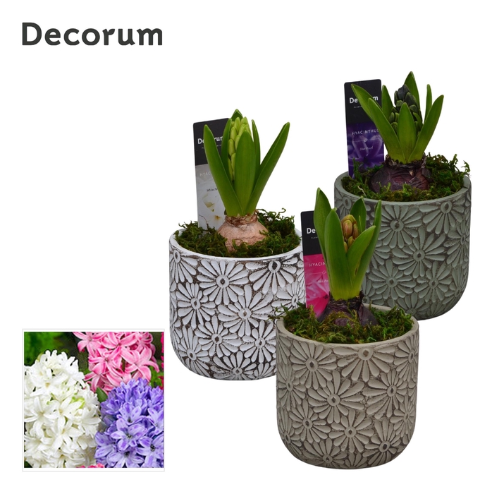 <h4>Hyacint Daisy HL11390 [PURE]</h4>