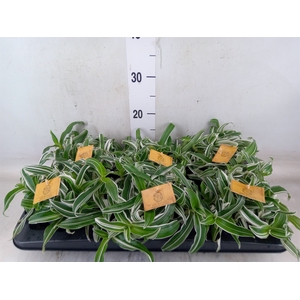 Murdannia loriformis 'Alba Aquilon'