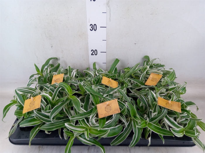 <h4>Murdannia loriformis 'Alba Aquilon'</h4>