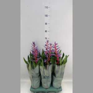 Aechmea  'Blue Rain'