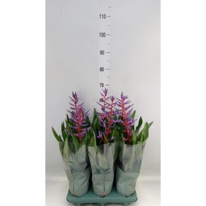 Aechmea  'Blue Rain'