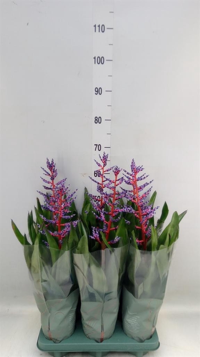 <h4>Aechmea  'Blue Rain'</h4>