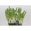 Antirrhinum Potomac White