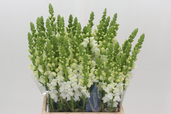 <h4>Antirrhinum Potomac White</h4>