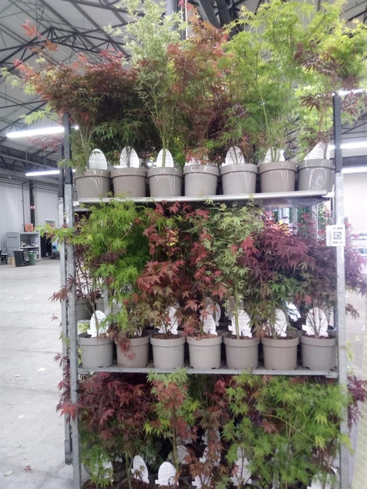 <h4>Acer palmatum</h4>