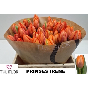 TU EN PRINSES IRENE