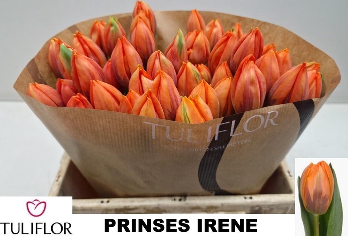 <h4>TU EN PRINSES IRENE</h4>