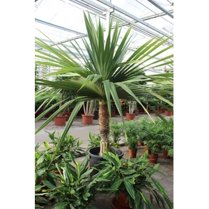 Pandanus