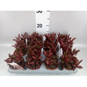 Peperomia graveolens