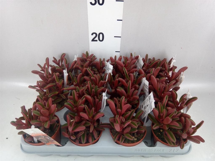 <h4>Peperomia graveolens</h4>