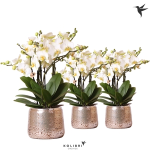 Kolibri Orchids Phalaenopsis Blossom Lausanne 6 spike in Luxury pot silver
