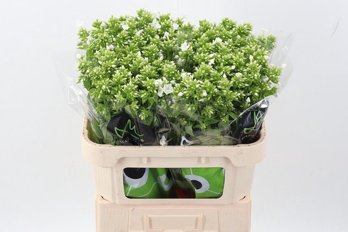 <h4>Phlox P Icecap</h4>