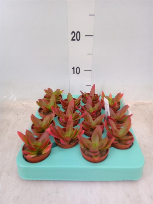 <h4>Crassula   ...</h4>