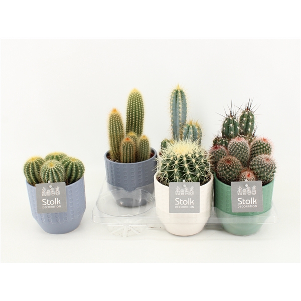 <h4>Cactus Mix In Exspression keramiek</h4>