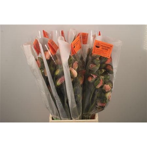 Papaver. Dark Pink Ex Per Stem