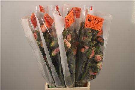 <h4>Papaver. Dark Pink Ex Per Stem</h4>