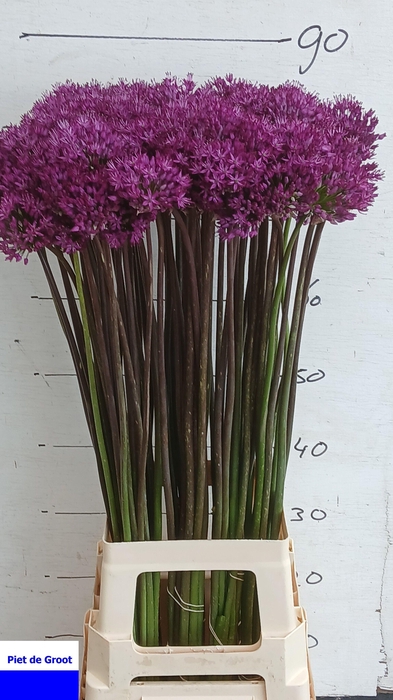 <h4>ALLIUM PURPLE SENS</h4>