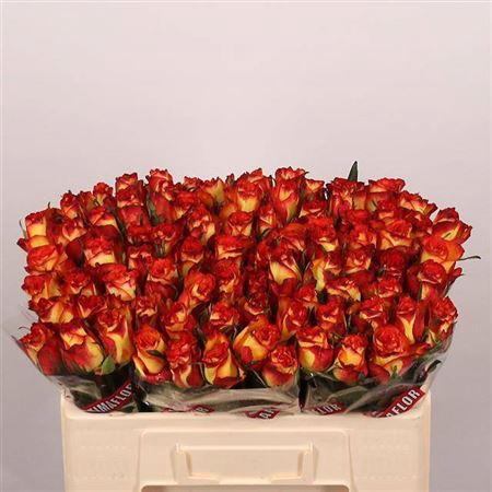 <h4>Rosa grootbloemig High & Magic</h4>