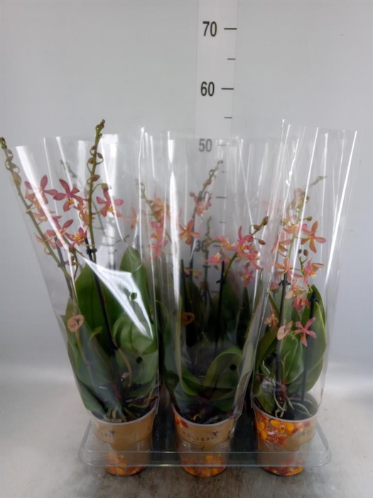 <h4>Phalaenopsis multi.   ...orange</h4>