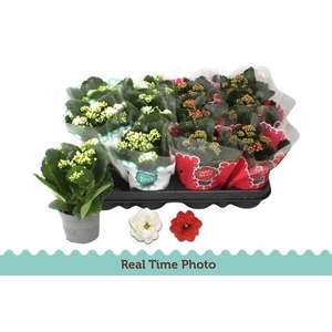 !! PROMO !! KALAN CALAN XMAS MIX P9