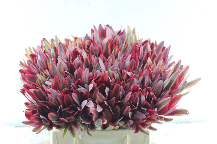 <h4>Leucad Jester</h4>