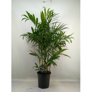 Chamaedorea seifrizii