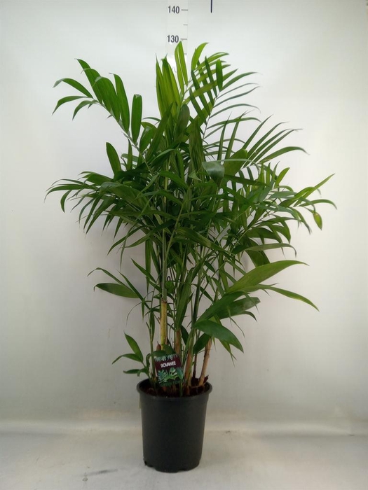 <h4>Chamaedorea seifrizii</h4>