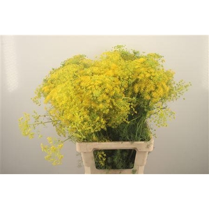 Anethum Graveolens