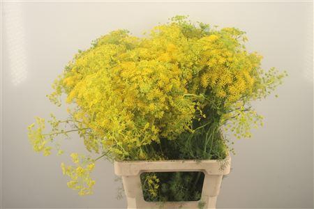 <h4>Anethum Graveolens</h4>